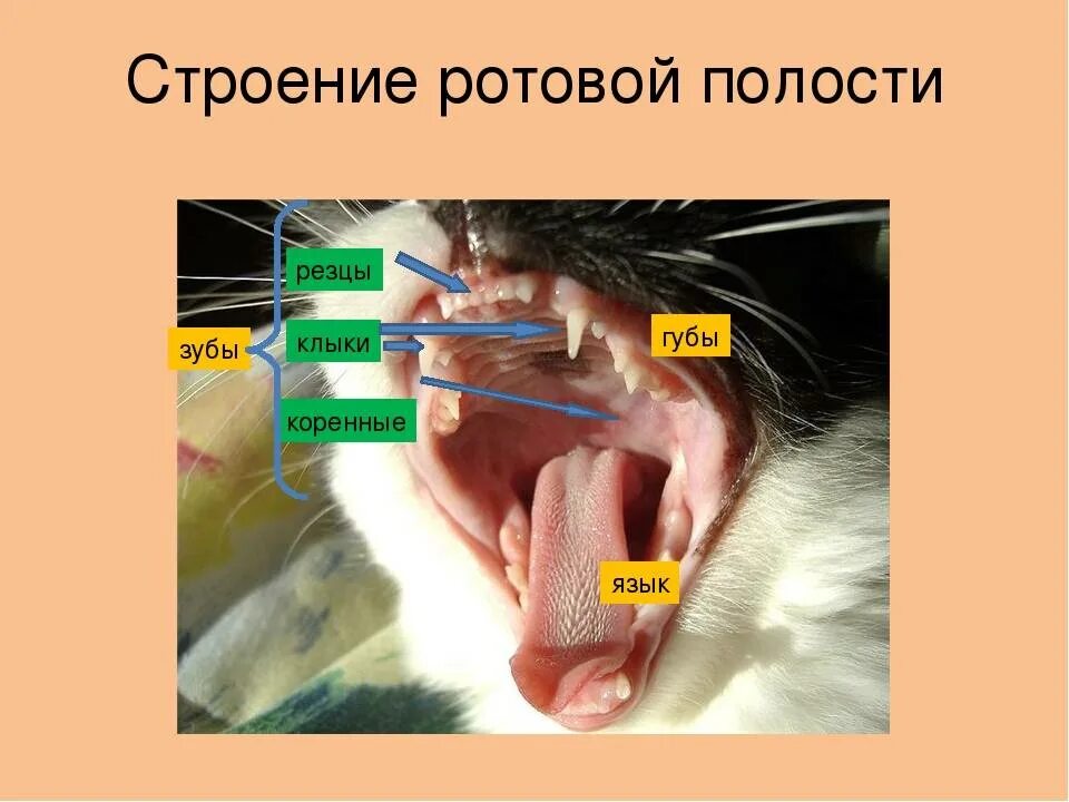 Сколько зубов у млекопитающих. Строение ротовой полости млекопитающих. Внутреннее строение зуба млекопитающих. Строение ротовой полости кошки.