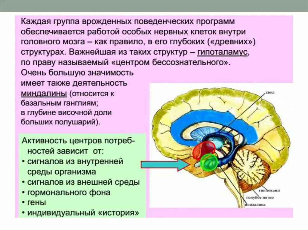 Анатомо физиологические механизмы. Анатомо-физиологические механизмы речи. Физиологические механизмы речи. Анатомо физиологические основы речи. Физиологические механизмы речевой деятельности.