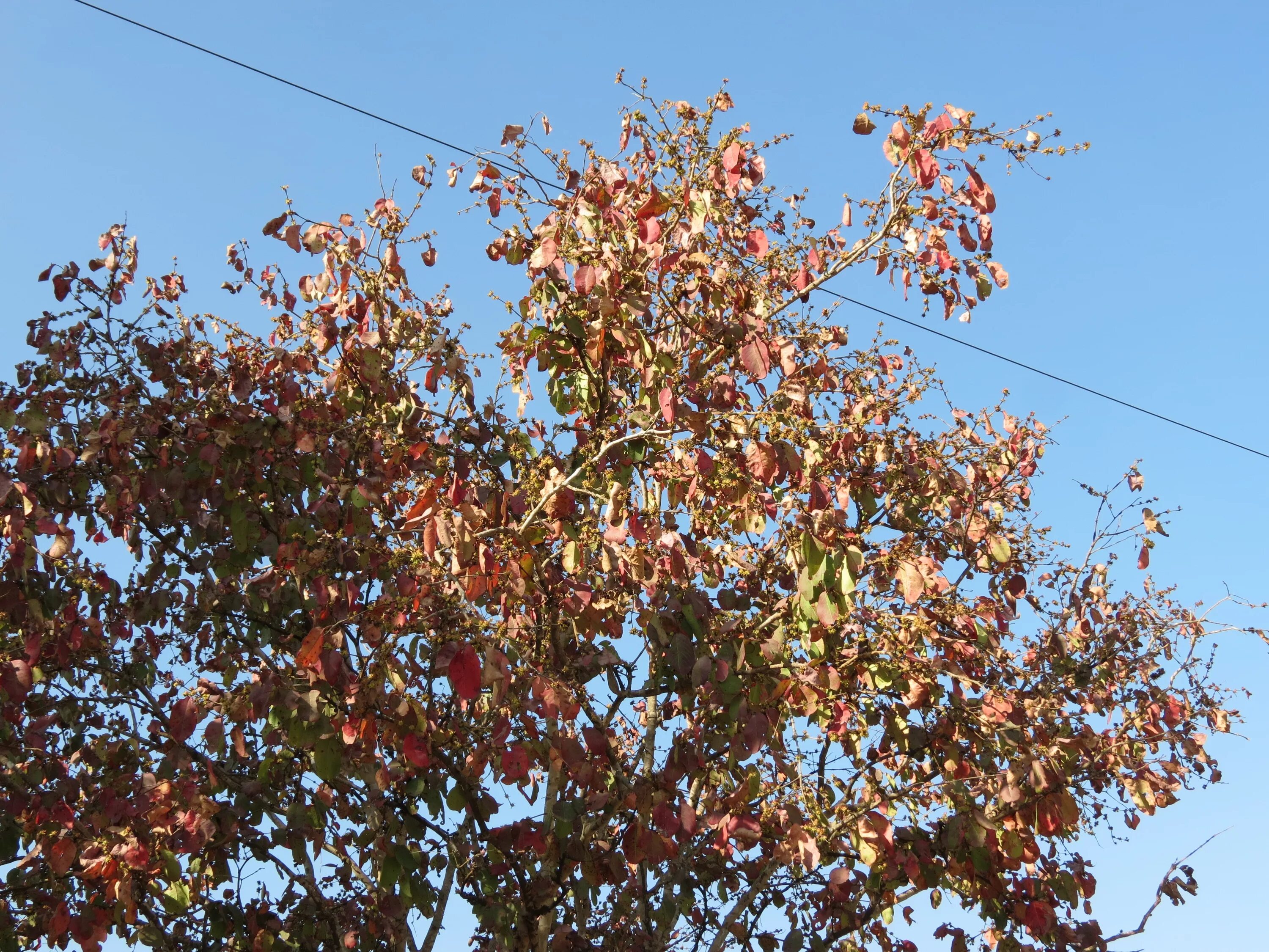 Красноватая краска из одноименного дерева 6 букв. Anogeissus. Anogeissus leiocarpa. Шесть дерево 2 Владивостоке. Пёстрое дерево 6 букв.