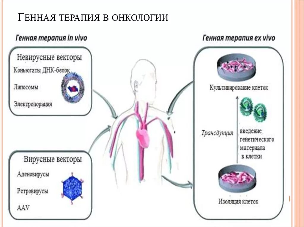 Генная терапия in vivo ex vivo. Схемы генной терапии in vivo и ex vivo. Генную терапию ex vivo схема. Генная терапия схема. Исследования in vivo