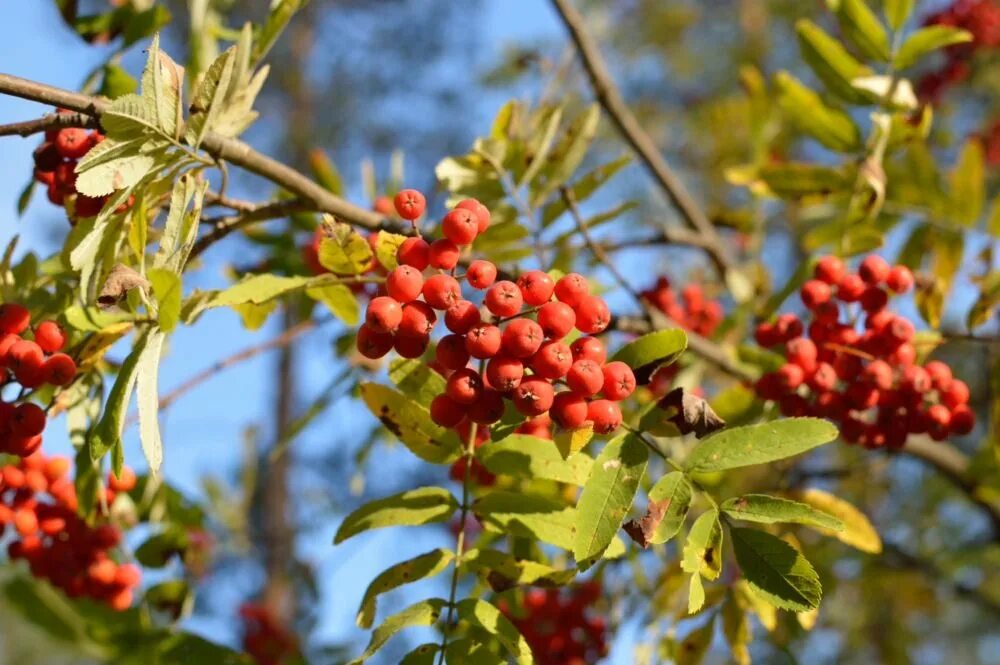рябина красная полезные. рябина красная полезные лечебные свойства. красная рябина «дуболистная». рябина плодовая алая крупная. рябина обыкновенная сорбинка.