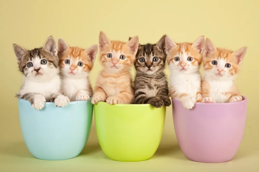 Как сделать красивого котенка
