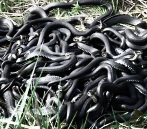 Змею много много черных. Змеиное кубло. Много змей. Змеиный клубок. Много черных змей.