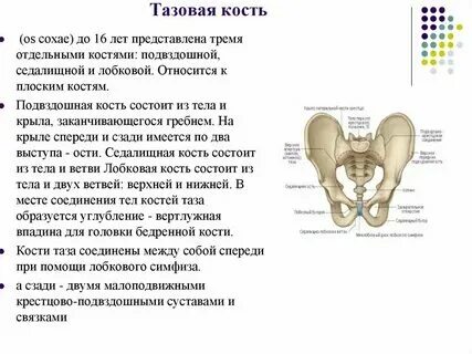Кости таза соединены между собой подвижно