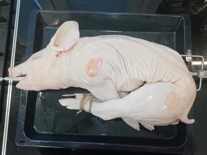 Тушки молочных поросят