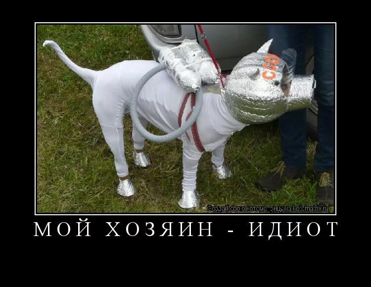 Я и мой хозяин. Мой хозяин. Кот мой хозяин идиот. Я и мой хозяин. Мой хозяин идиот.
