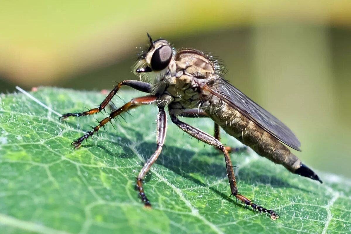 Ктырь черноногий. Ктырь это. Ктырь гигантский satanas gigas. Ктыри хищные мухи. Ктыри хищные мухи.