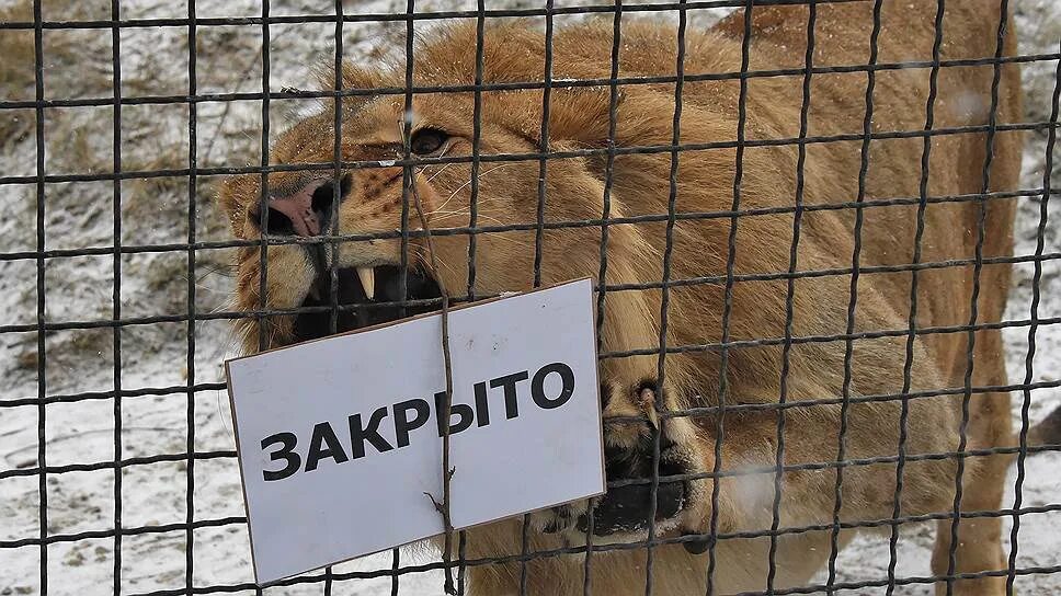 Зоопарки пожертвования. Закрытый зоопарк. Зоопарк закрывается. Закрытые зоопарки. Зоопарк закрыто.