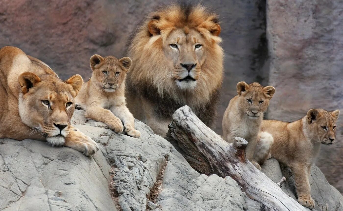 Лев какое семейство