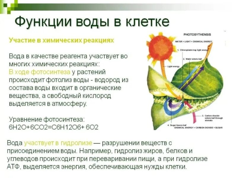 Роль воды в растительных клетках. Функции воды.