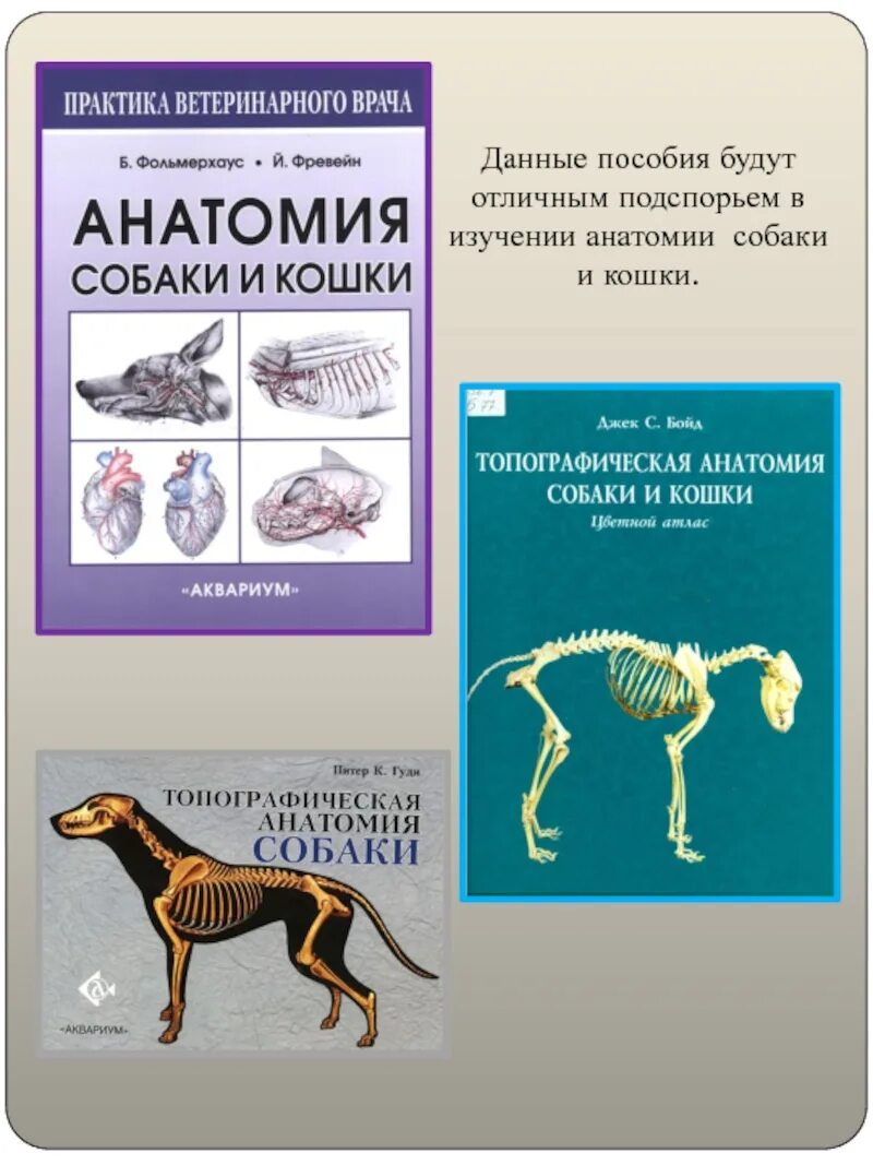 Анатомия животных учебное пособие. Атлас анатомии собак бойд. изучение анатомии животных. атлас анатомии животных. топографическая анатомия собаки.