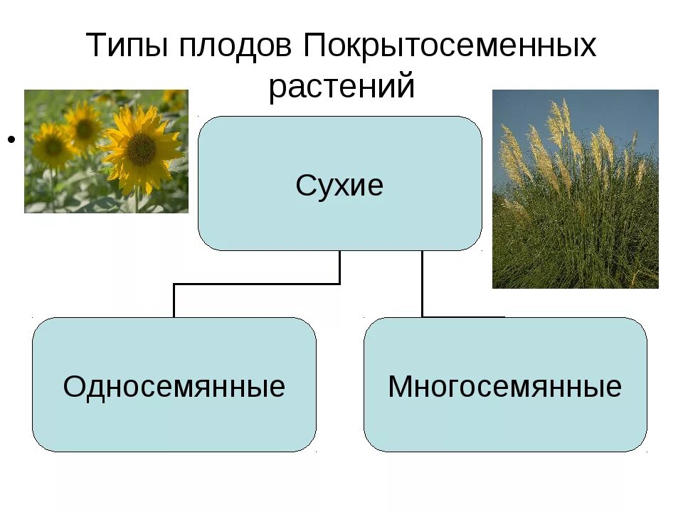 Каковы причины большого разнообразия плодов цветковых растений. Тип плода у покрытосеменных растений. плоды покрытосеменных растений таблица. типы плодов цветковых. виды плодов у цветковых растений.