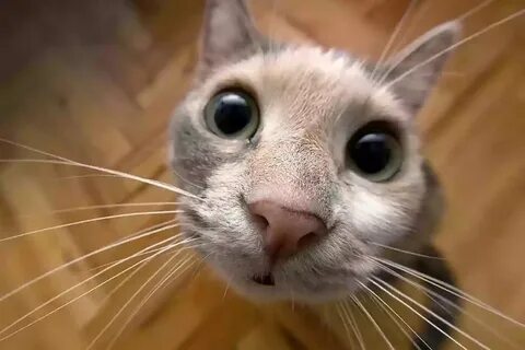 Nice CAT