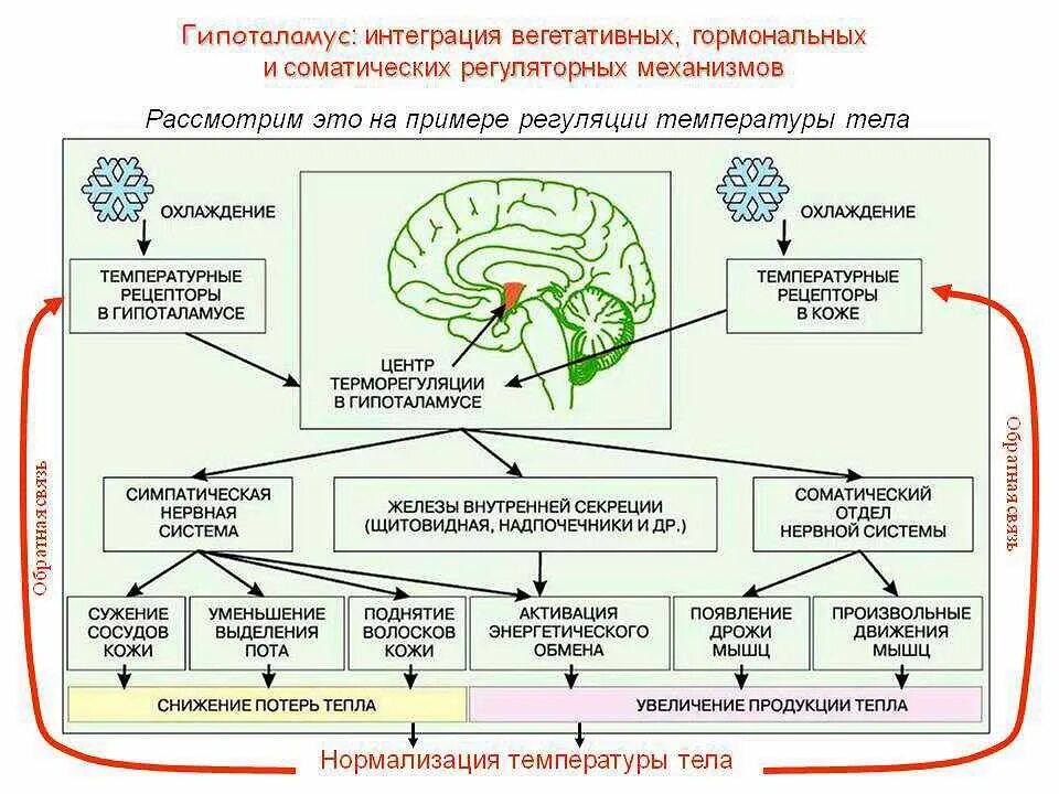 Регуляция температуры тела гормоны. Механизм обратной связи в гормональной регуляции. Центр регуляции температуры тела. Механизм теплопродукции биохимия.