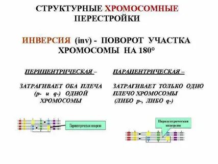 Поворот хромосомы на 180 это
