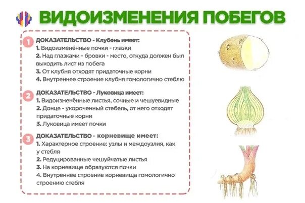 Доказательство корневище видоизмененный побег. Доказать что клубень картофеля и луковица видоизмененные побеги. Видоизменения подземных побегов клубень луковица. Докажите, что клубень — это видоизменённый подземный побег.. Признаки доказывающие что луковица видоизмененный подземный побег.