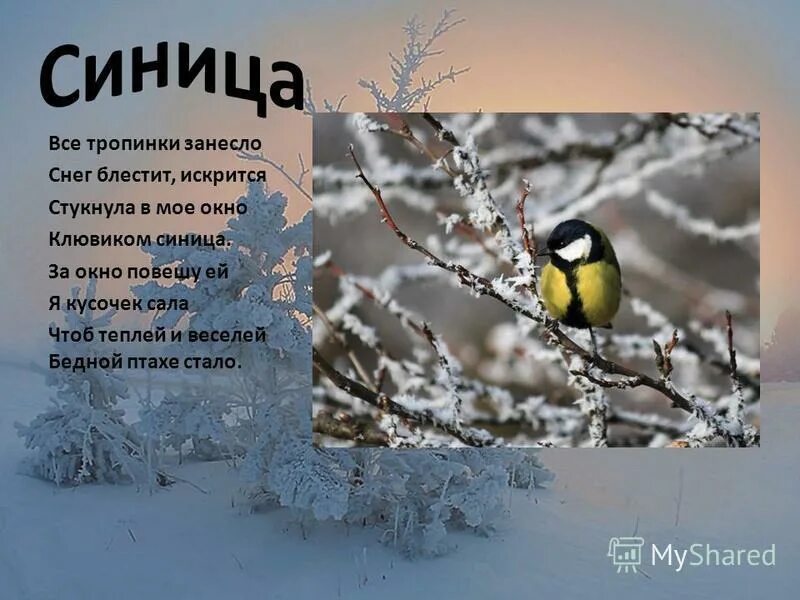 Стихотворение про птиц. Стихотворение про синицу. стих про синичку. стихи про птиц для детей. стишки про синиц.