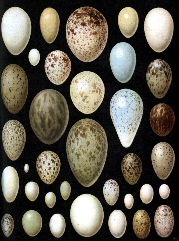 Пестрые яйца. Пятнистые яйца птиц. Птичьи яйца. Необычные птичьи яйца. Форма яиц птиц.