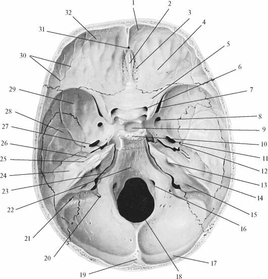 Внутреннее основание черепа Синельников. Внутреннее основание черепа лобная кость. Основание черепа изнутри анатомия. Череп анатомия человека основание черепа. Внутренняя поверхность отверстия