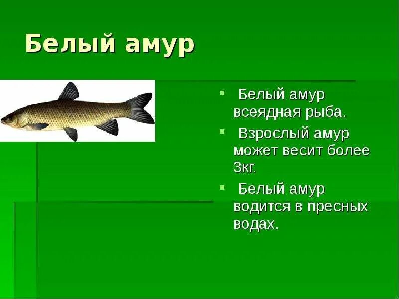 Амура минимум. Белый амур. белый амур рыба. белый амур описание. рыбы амура описание.