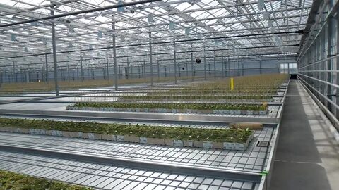 Flow systems