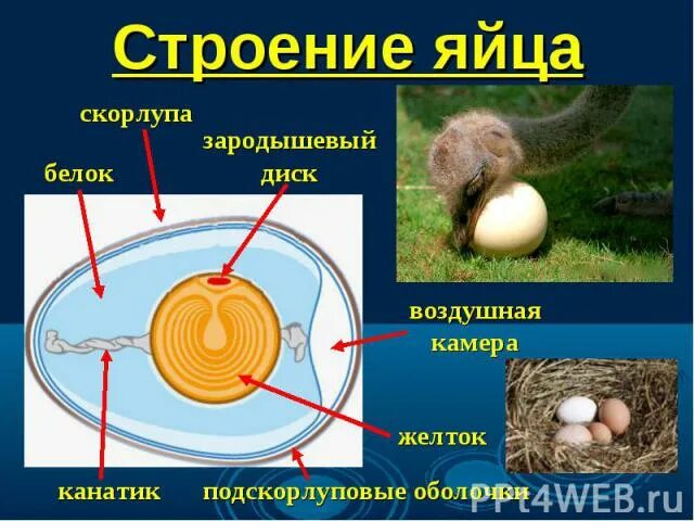 Схема строения яйца курицы. Строение яйца и развитие зародыша птицы. Строение куриного яйца. Строение яйца курицы. Значение яйца птицы