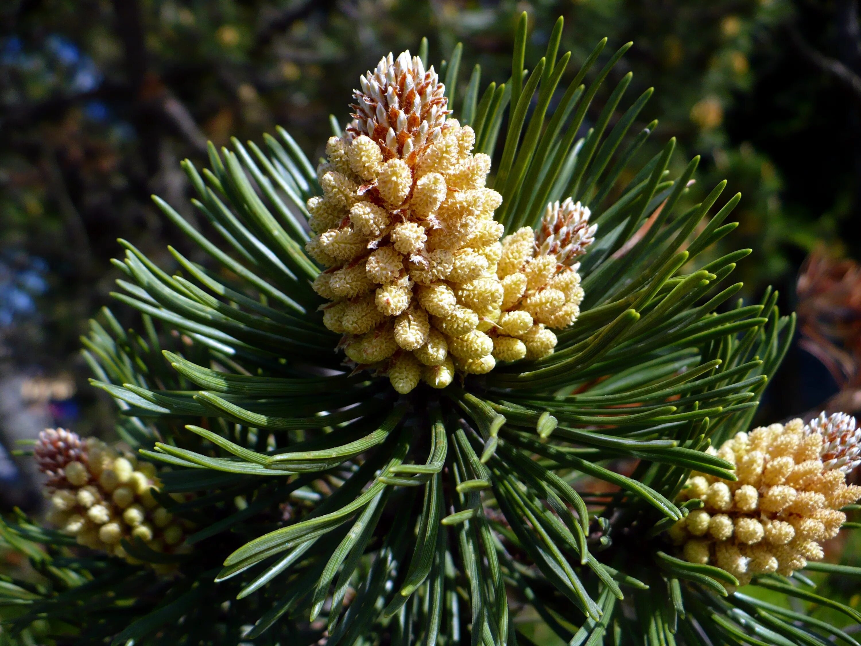 Хвойные сосновые. Сосна Тунберга шишки. Сосна Тунберга Pinus thunbergii. Сосна Пиния шишки. Pinus pinea шишка.