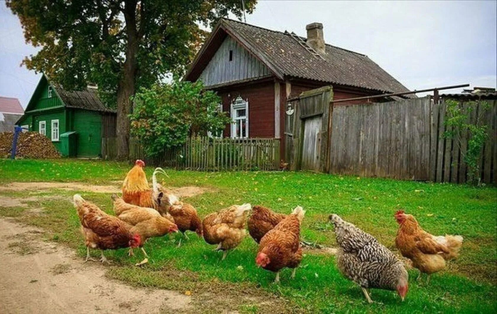 Курочки во дворе в деревне. Курицы в деревне. Куры в деревне. Петух в деревне. Птицы подворья