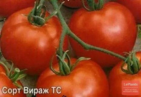 Томат торпеда