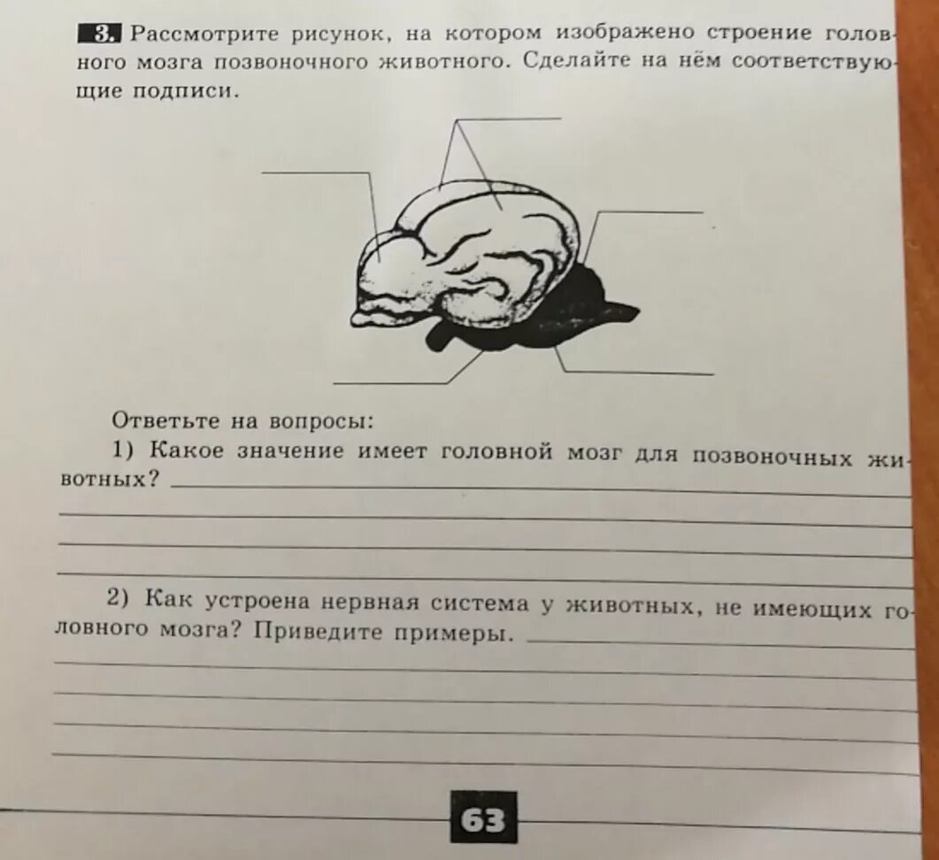 Рассмотри рисунок на котором изображен. Строение головного мозга животного. Строение головного мозга позвоночных. Рассмотрите рисунок на котором. Эволюция головного мозга у позвоночных животных.