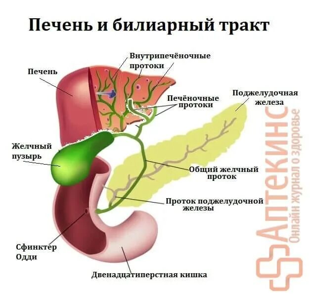 Анализы на печень и поджелудочную. Схема желчного пузыря и протоков. Печень и желчевыводящие пути схема. Протоки желчного пузыря схема. Анатомия печень желчный пузырь протоки.