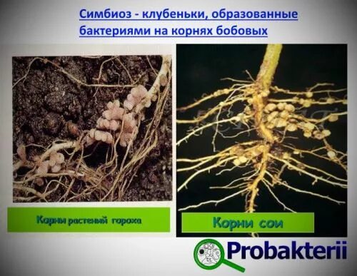 клубеньковые бактерии на корнях бобовых. клубеньковые бактерии роль для растений. азотовиксирующие бактерии. азотфиксирующие клубеньки. азотфиксирующие клубеньки.