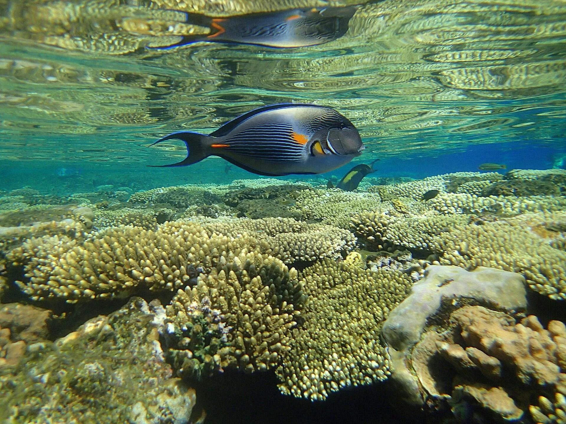 Рифовые рыбки красного моря. Коралловый риф в Шарм Эль Шейхе. Рыбки коралловых рифов в Красном море. Рыбы Андаманского моря. Атлантический обитатели