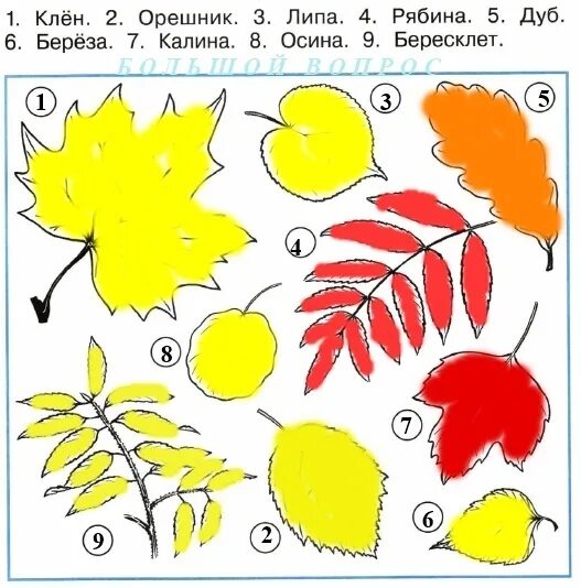 Листья дуба клена рябины. Летняя и осенняя окраска листьев. Листья летней и осенней окраски. Каким цветом разукрасить листья. Осенние листья 2 класс окружающий.
