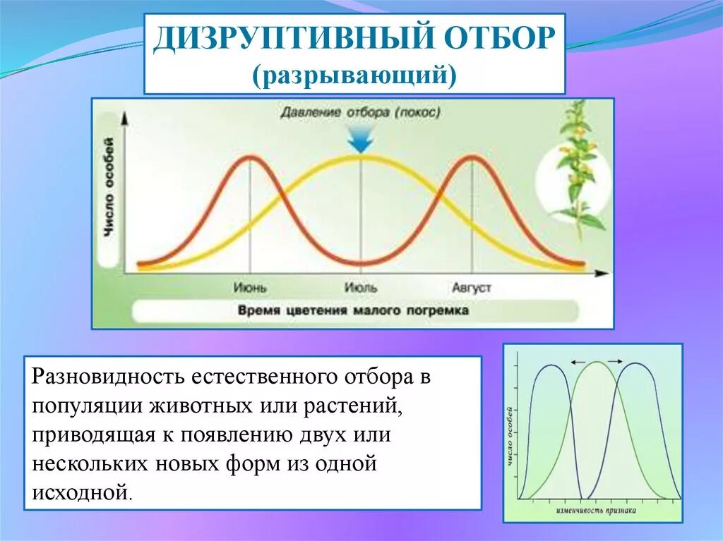 Примеры форм отбора в природе. Дизруптивный естественный отбор. дизруптивный вид естественного отбора. дизруптивный отбор норма реакции. дизруптивный отбор это форма естественного отбора.