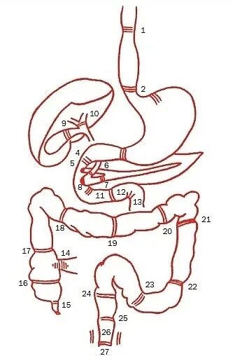 Расположение сфинктеров в пищеварительной системе. Сфинктеры ЖКТ человека анатомия. Сфинктеры ЖКТ схема. Сколько сфинктеров