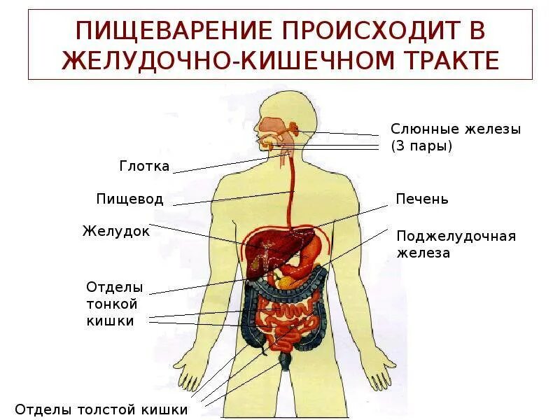 Сообщение на тему жкт. Железы желудочно кишечного тракта. пищеварение в желудочно-кишечном тракте. заболевания органов пищеварения человека. органы жкт.