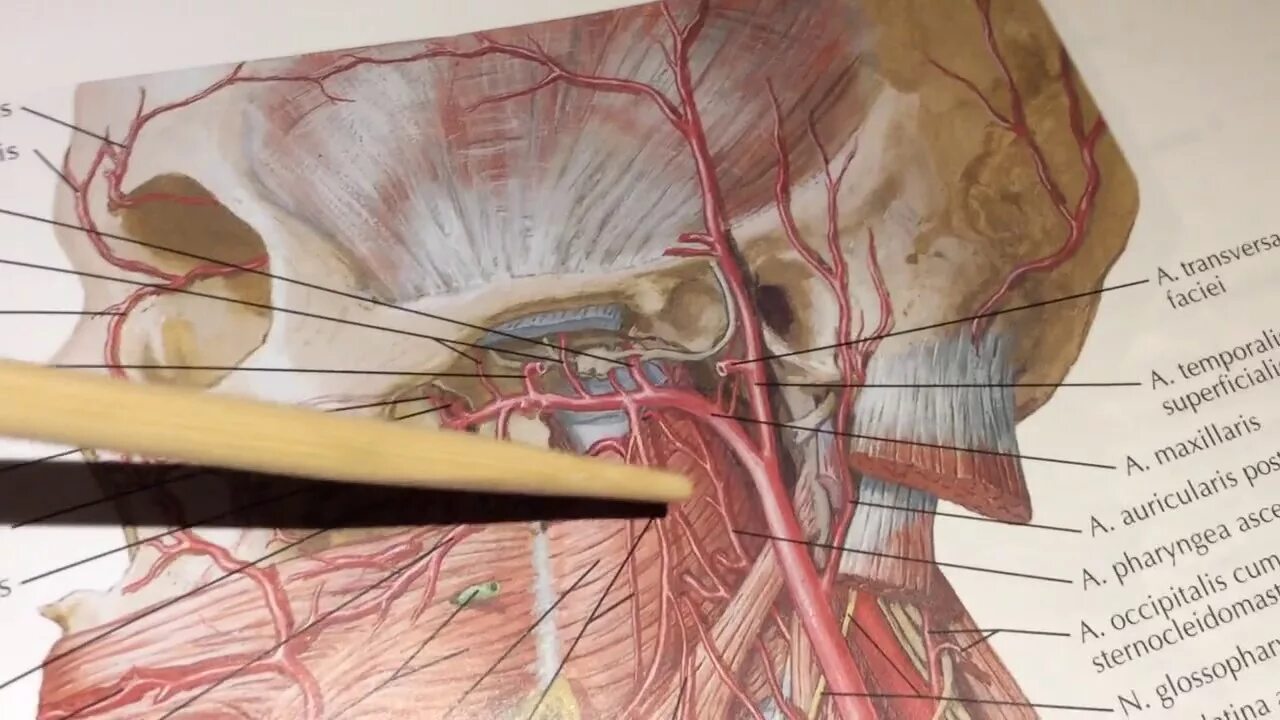 Артерия у свиньи где находится фото. Наружная Сонная артерия анатомия. Анатомия свиньи Сонная артерия. Борозда внутренней сонной артерии. Затылочная артерия.