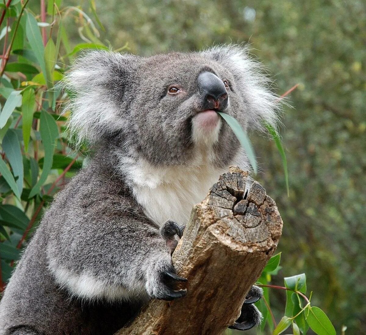 Похожи на коал. Карликовая коала. Коала сумчатое. Коала эвкалиптовый мишка. Мишка коала ест эвкалипт.