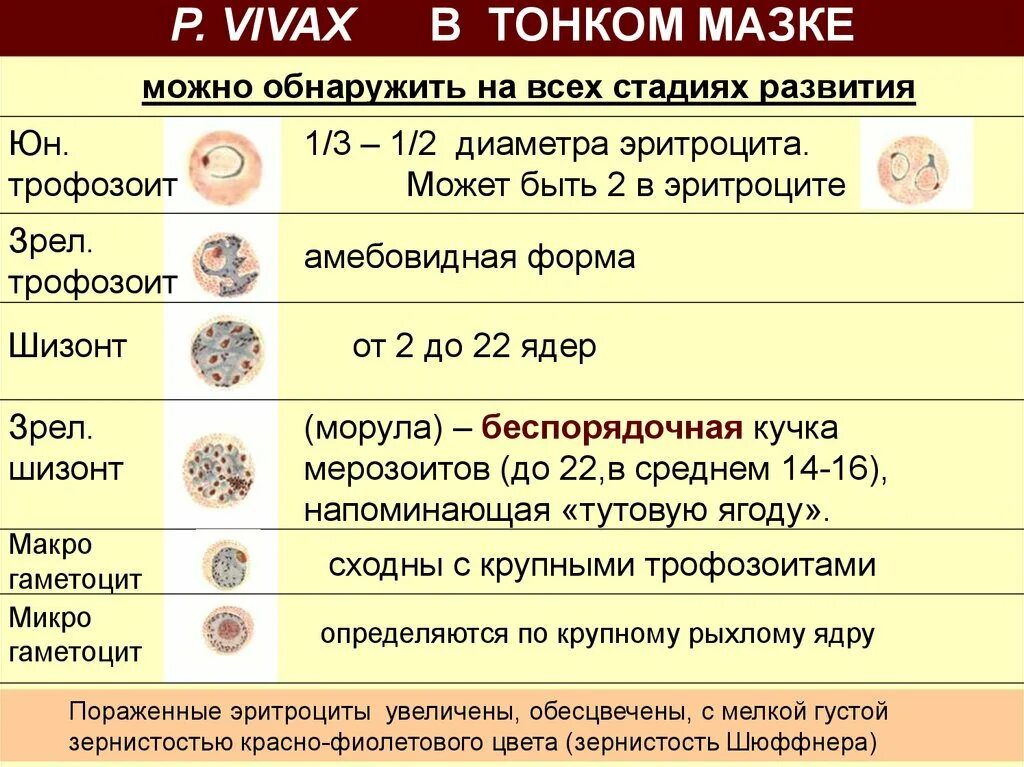 Изменения свойств эритроцитов при тропической малярии проявляются. Малярия Вивакс. Стадии развития плазмодия Вивакс. P.Vivax малярия. Стадии развития Plasmodium Vivax.