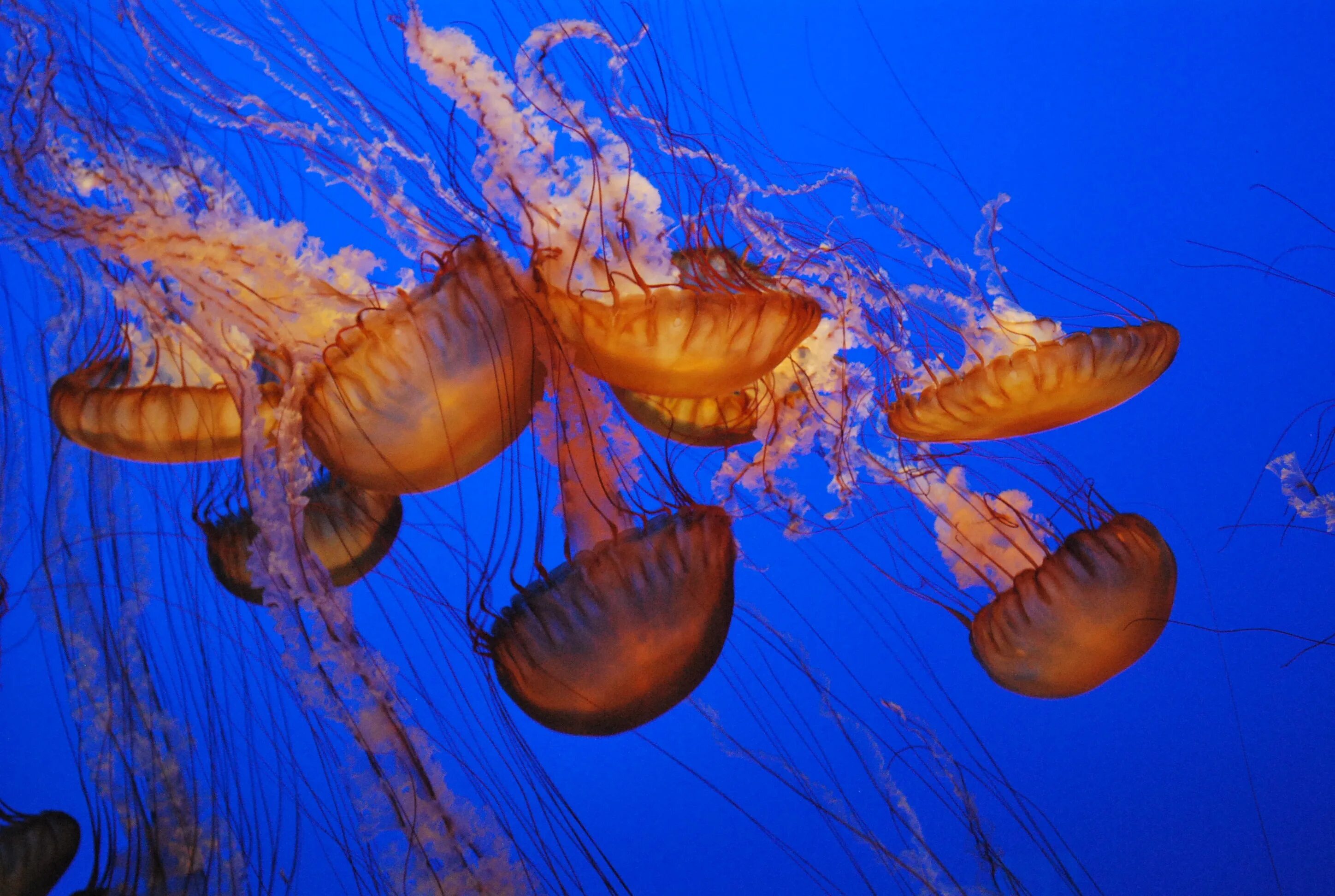 Медуза моллюск. Беспозвоночные медузы. Медуза морская. Подводный мир медузы.