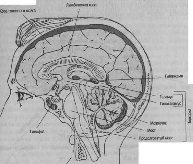 Подкорка головного мозга. Структуры подкорки мозга. Корковые и подкорковые структуры мозга.