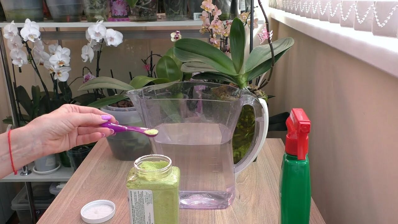 Как поливать орхидею весной в домашних условиях