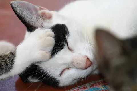 Включи кот дремота
