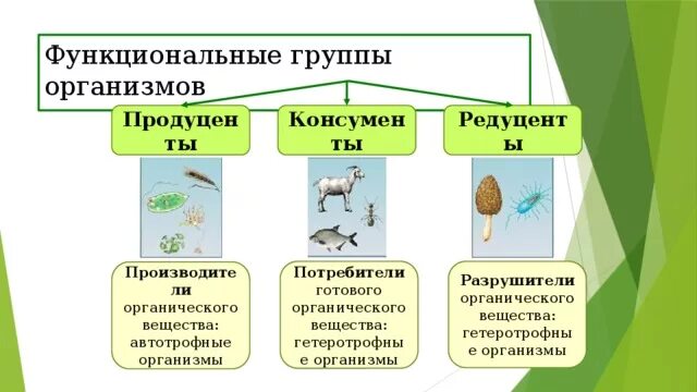 Функциональная часть живого организма. Группы организмов в экосистеме. Функциональные группы живых организмов в экосистеме. Функциональная роль в экосистеме. Функциональные группы экосистемы.