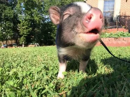 Pig sing
