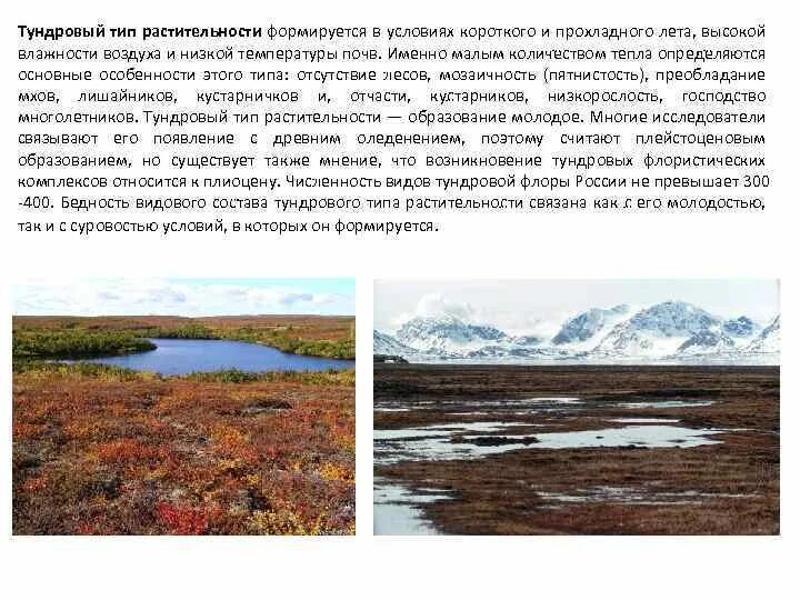 Тип почвы тип растительности. Тундровый тип растительности. географическое положение тундровых почв. для тундрового типа растительности характерны. что растёт на тундровой почве.