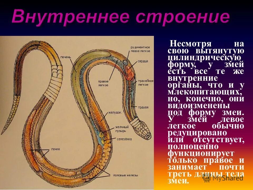Какое тело у змей. Строение змеи внутренние органы. Строение пищеварительной системы змеи. Внутреннее строение змеи. Внутренне строение змеи.