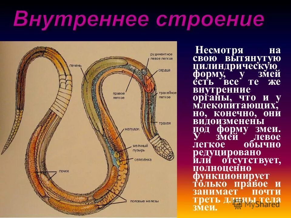 Легкие у змей