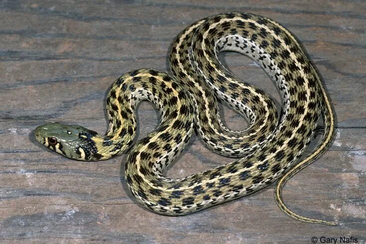 Snakes: Facts and List of Types With Pictures - Reptile Fact